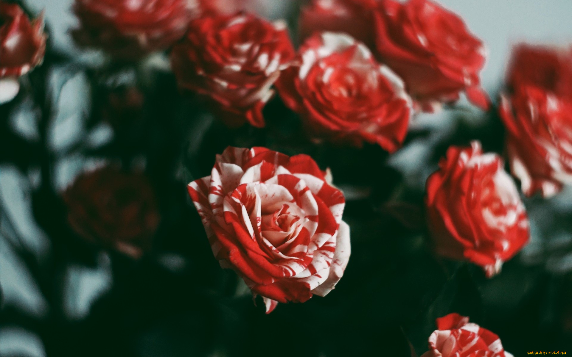 , , flowers, rose, red, beauty, , 